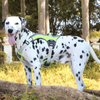 Pet Vest Cloth Clothing Shop Dog Harness Military Pet Vest